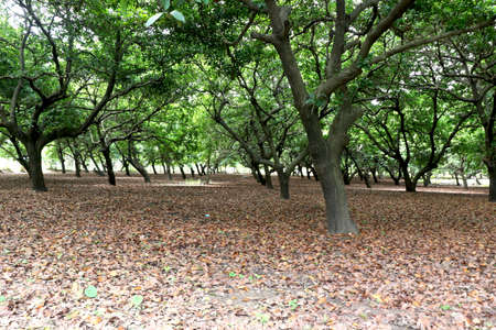 Sapodilla (chiku) (Chikoo) trees farm in indiaの写真素材
