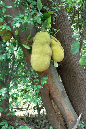 Jackfruit Tree and three young Jackfruits growing hanging from branch,の写真素材