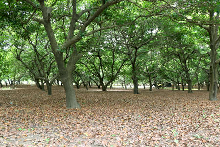 Sapodilla (chiku) (Chikoo) trees farm in indiaの写真素材