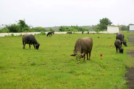 Many Indian black buffaloâs eating green grass in filedの写真素材