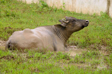 Indian black buffalo resting in mud become dirtyの写真素材
