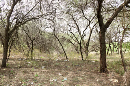 Landscape view of trees get dry in forest during Autumn Season