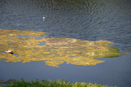 Lime green algae floating in river waterの写真素材