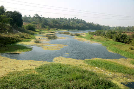 Lime green algae floating in river waterの写真素材