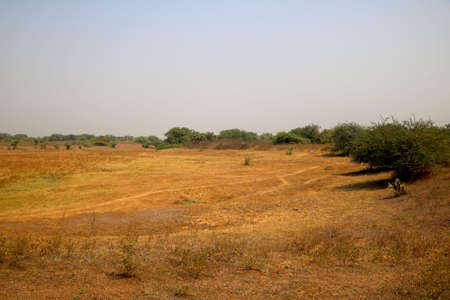 Landscape view of dry agriculture land during summer in Indiaの写真素材
