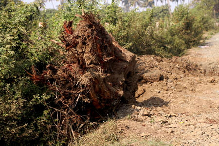Old tree has cut and destroy from root base with background of trees in farmの写真素材