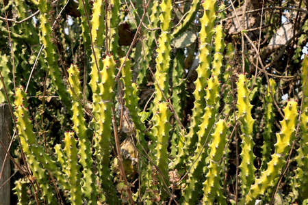 Portrait view of cactus plant in indiaの写真素材