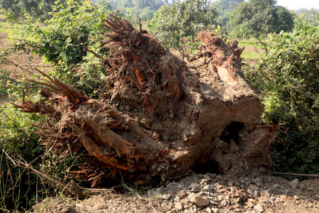Old tree has cut and destroy from root base with background of trees in farmの写真素材