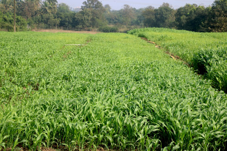 landscape view of fresh Sugar cane plant farm in indiaの写真素材