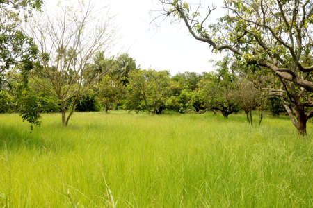 Landscape view of green nature farm view with green grass and mango treesの写真素材