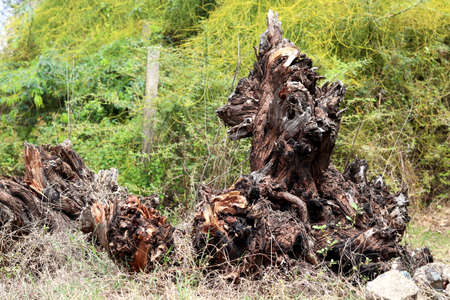 Old tree has cut and destroy from root base with background of trees in farmの写真素材