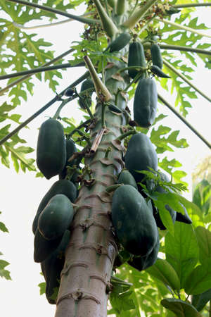 papaya, fresh, tree, nature, green, outdoors, fruit, food and drink, tropical, papaya tree, color image, leaves, plant, food, ripe, sweet, tropic, exotic, health, asia, background, vegetarian, asian, organic, diet, natural, bunch, farm, leaf, garden, nutrition, healthy, vegetable, agriculture, summer, growing, raw, ground, plants, trees, Trees and wood, geography and Landscape, plantationの写真素材