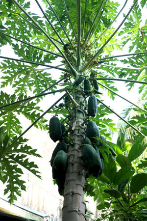 Nature fresh green papaya on tree with fruitsの写真素材
