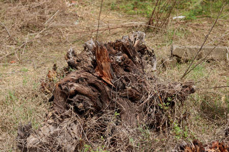 Old tree has cut and destroy from root base with background of trees in farmの写真素材