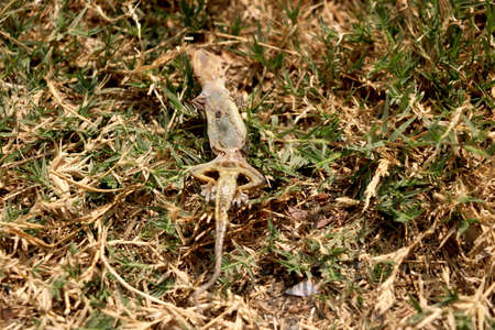 Close up dead and dried lizard on green grass groundのeditorial素材