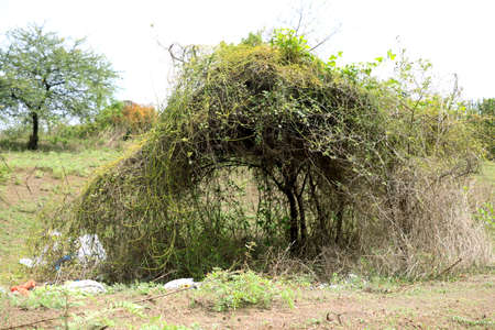 Landscape view of tree at outdoor in Indiaの写真素材