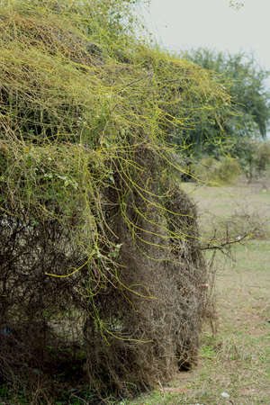 Landscape view of tree at outdoor in Indiaの写真素材