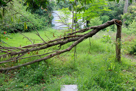 Broken branch snapped over with green grass and treesの写真素材