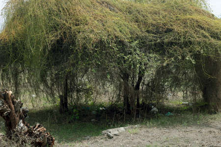 Landscape view of tree at outdoor in Indiaの写真素材