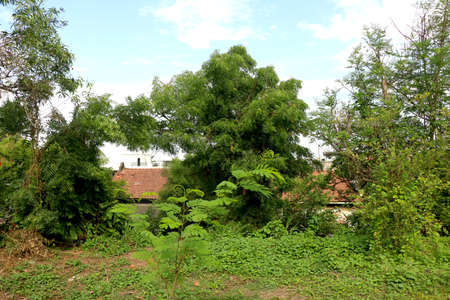 Landscape view of nature with background of house and blue skyの写真素材
