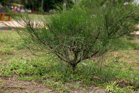 Portrait view of Young tree plantの写真素材