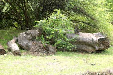 Broken branch snapped over with green grass and treesの写真素材