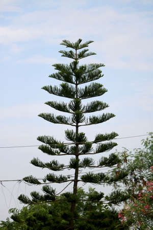 Portrait view of Christmas tree in indiaの写真素材
