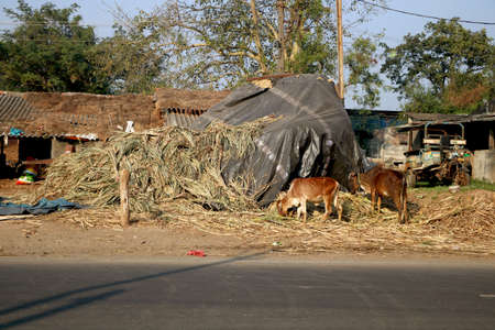 Landscape view of traditional village house with cow and hay on site in Indiaの写真素材