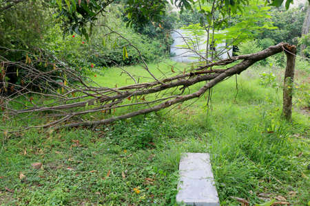 Broken branch snapped over with green grass and treesの写真素材