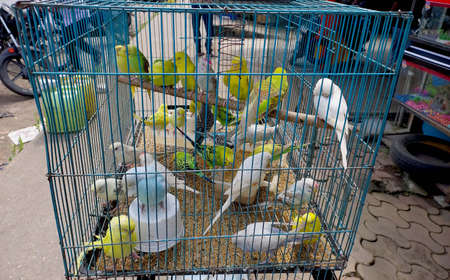 Birds in cages for sale at Birds marketの写真素材
