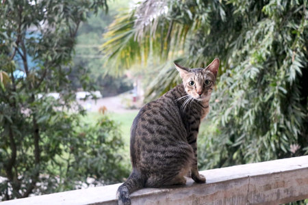 Portrait of a surprised cat with nature backgroundの写真素材