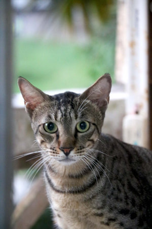 Portrait of a surprised cat with nature backgroundの写真素材