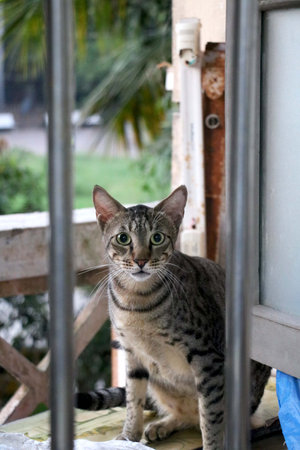 Portrait of a surprised cat looking from window with nature backgroundの写真素材