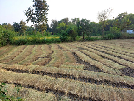 Landscape view of Rice field after harvesting in Indiaの写真素材