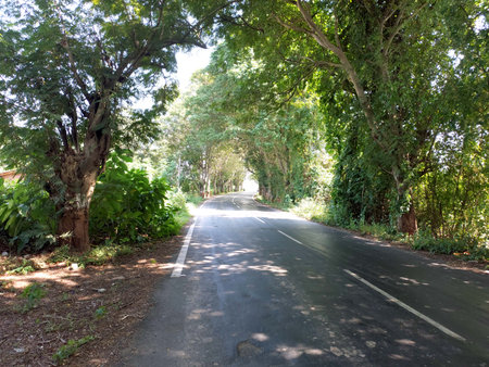 road along the forest. from a camera driving through beautiful empty roadの写真素材