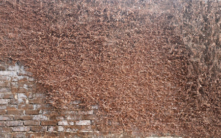dry small leaves growing with roots on the side of an old stone wallの写真素材