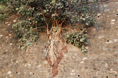 tree with leaves branch growing with roots on the side of an old stone wallの写真素材