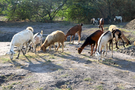 Sheeps and goat in a meadow on rural area Portrait of sheep. Flock of sheep grazing in Indiaの写真素材