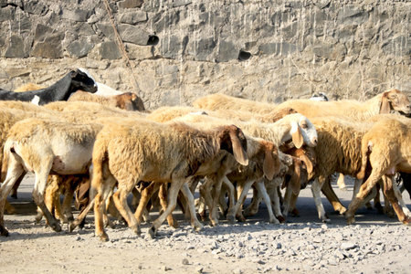 Sheeps in a meadow on green grass at sunset. Portrait of sheep. Flock of sheep grazing in a hill.の写真素材