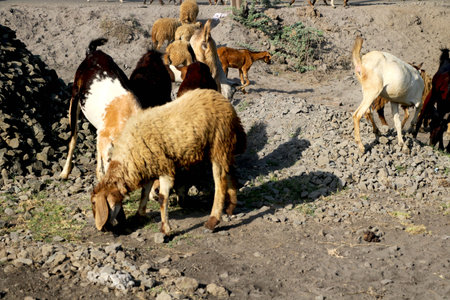 Sheeps and goat in a meadow on rural area Portrait of sheep. Flock of sheep grazing in Indiaの写真素材