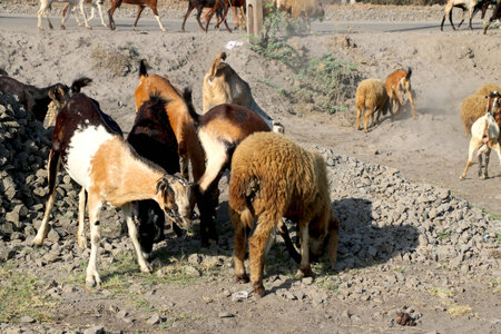 Sheeps and goat in a meadow on rural area Portrait of sheep. Flock of sheep grazing in Indiaの写真素材
