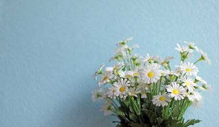 chamomile artificial bouquet of flower isolated in blue wall background, white daisy petal vintage pattern, can use as banner wallpaper, beautiful and freshness background, selective focus on floral.の写真素材