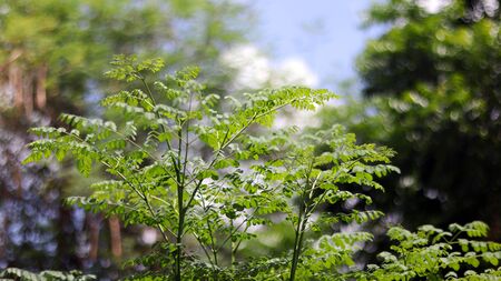 Green trees plant with leaves isolated in green bokeh blurred background with blue sky, can use as blurred background. Selective focus on foreground. Natural evergreen concept in summer season.の写真素材