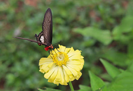 Yellow beautiful zinnia flower with red black butterfly with natural green bokeh leaves bouquet background in the spring, the botanical garden, plant of the sunflower tribe within the daisy family.の写真素材