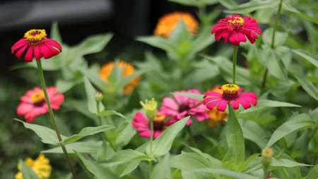 Multicolor beautiful zinnia flower with natural green bokeh leaves flowers bouquet background in the...