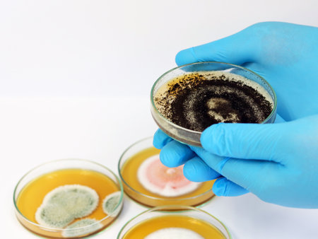 Malt Extract Agar in Petri dish for isolating and cultivate black yeasts, molds and fungal testing clinical samples, hold in scientist with blue nitrile gloves in medical laboratory analysis disease.の写真素材