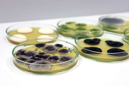 Penicillium Aspergillus grow in Malt Extract Agar media with Petri dish use for isolating and cultivate yeast, molds and fungal testing clinical samples, in medical health laboratory analysis disease.の写真素材