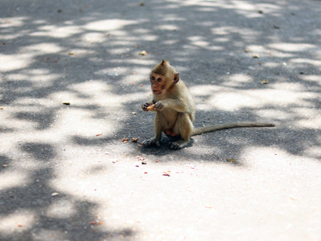 Young monkey brown is enjoy eating food snack on stone ground in the zoo at Thailand, selective...