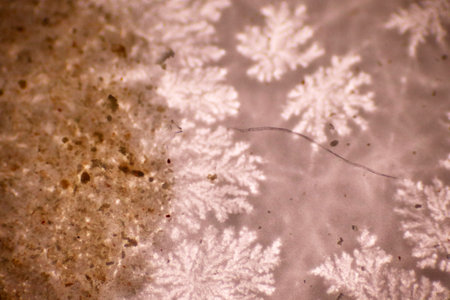 Analysis morphology of microplastic waste contaminated in soil and water sample full of plastic particles. The microscope of flakes type plastics with macro 40x lens environmentalの写真素材