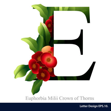 Letter E vector alphabet with euphorbia milii crown of thorns flower. ABC concept type. Typography designのイラスト素材